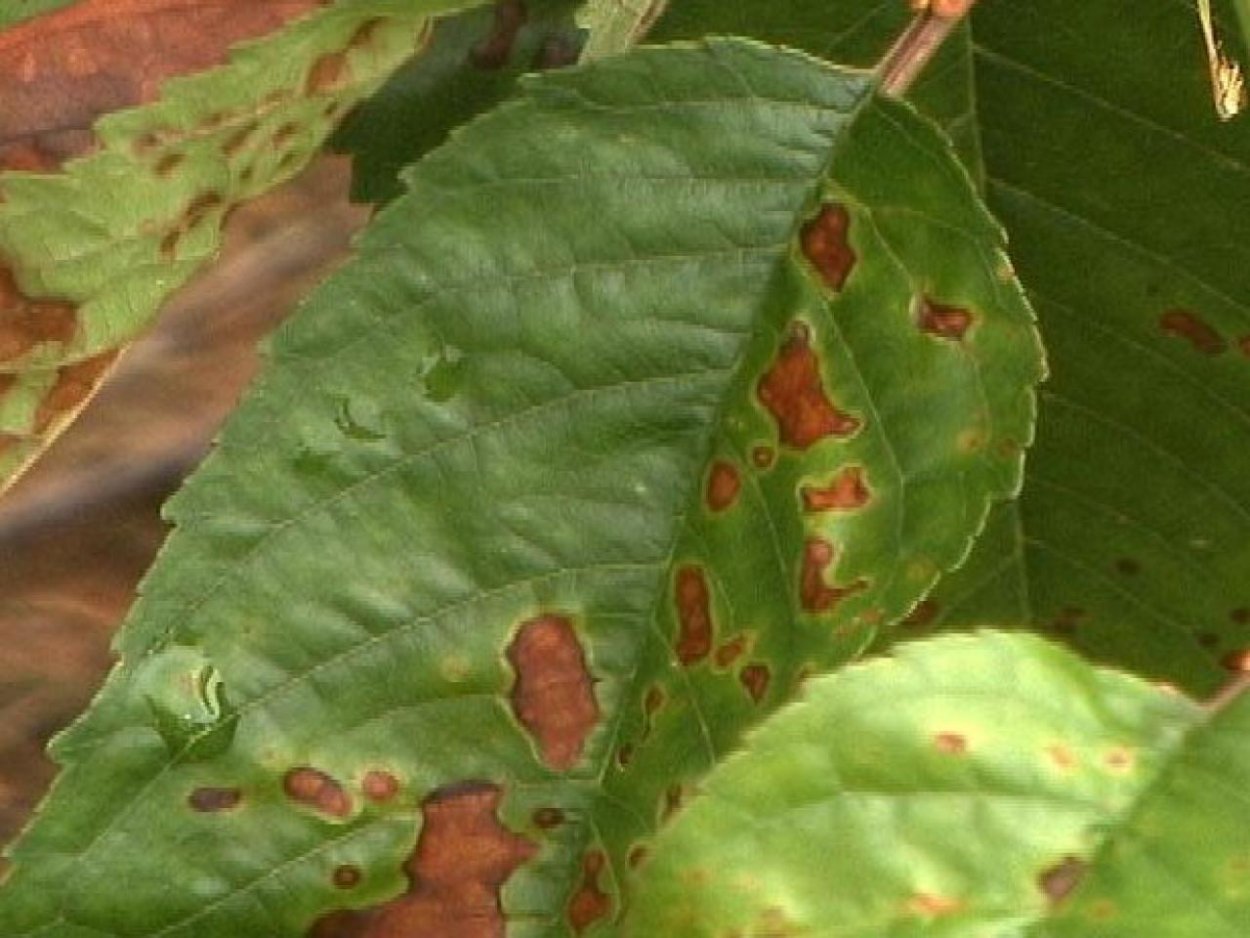 Черная пятнистость клена