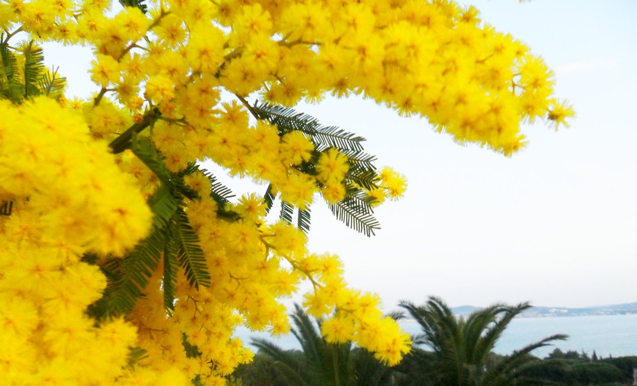 Мимоза Грин