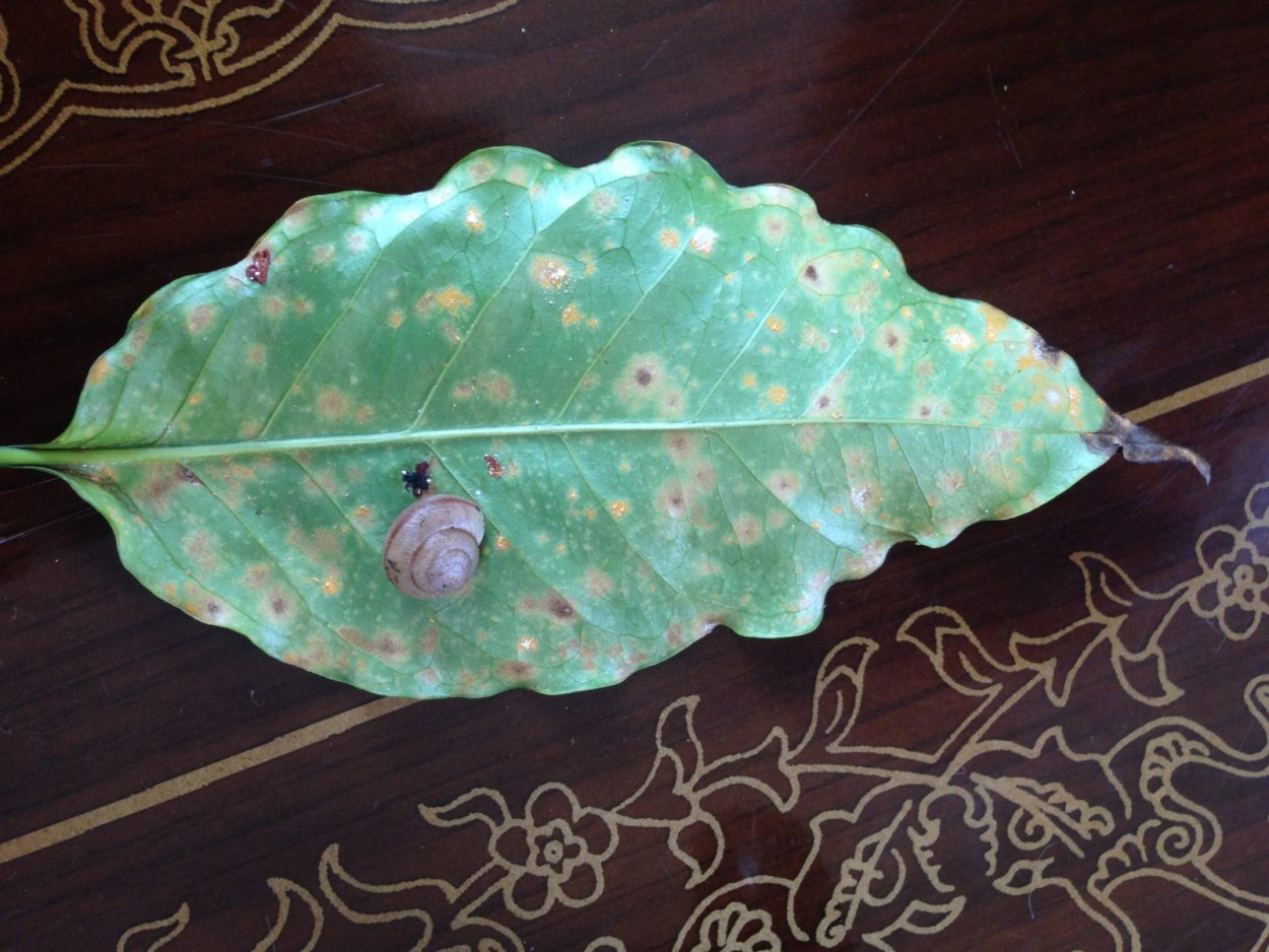 Кофейное дерево пятна на листьях