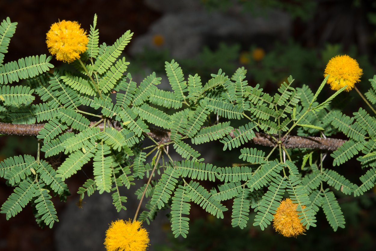 Мимозовая роща Сухуми