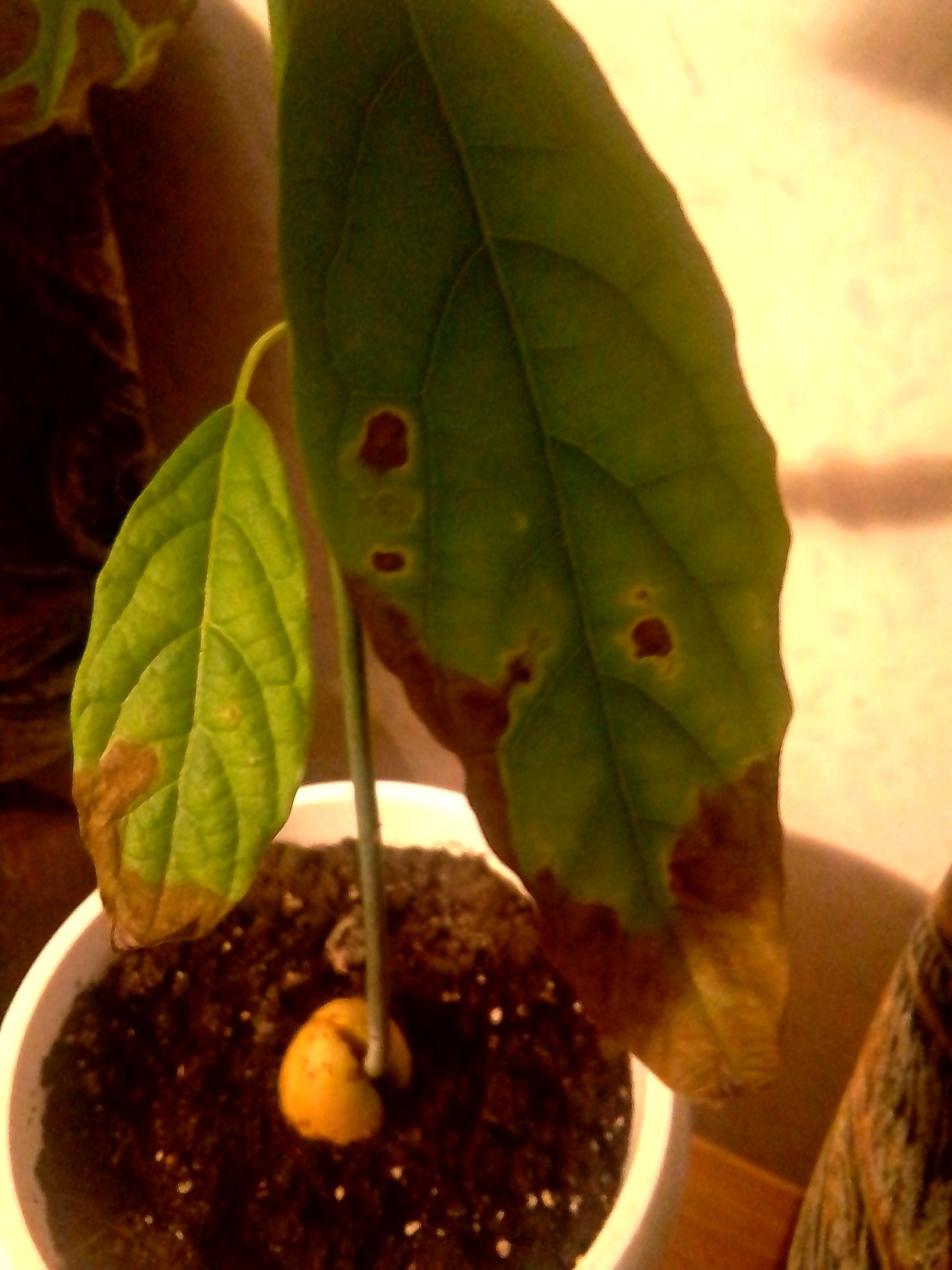 Антракноз фикуса Бенджамина