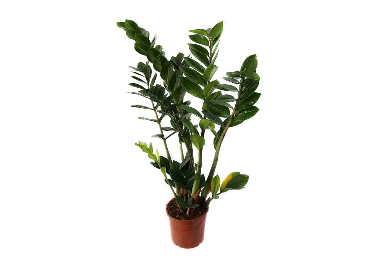 Комнатный цветок замиокулькас