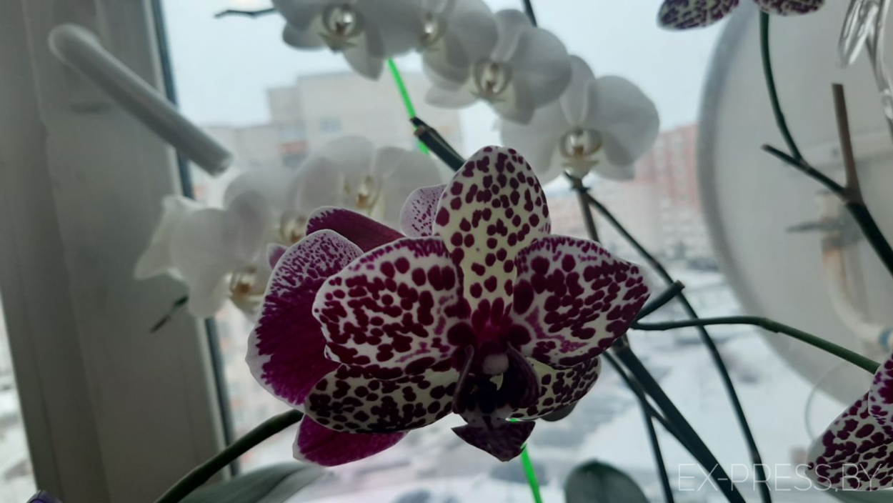 Phalaenopsis Mai Dar Prince "King" Орхидеи, Растения