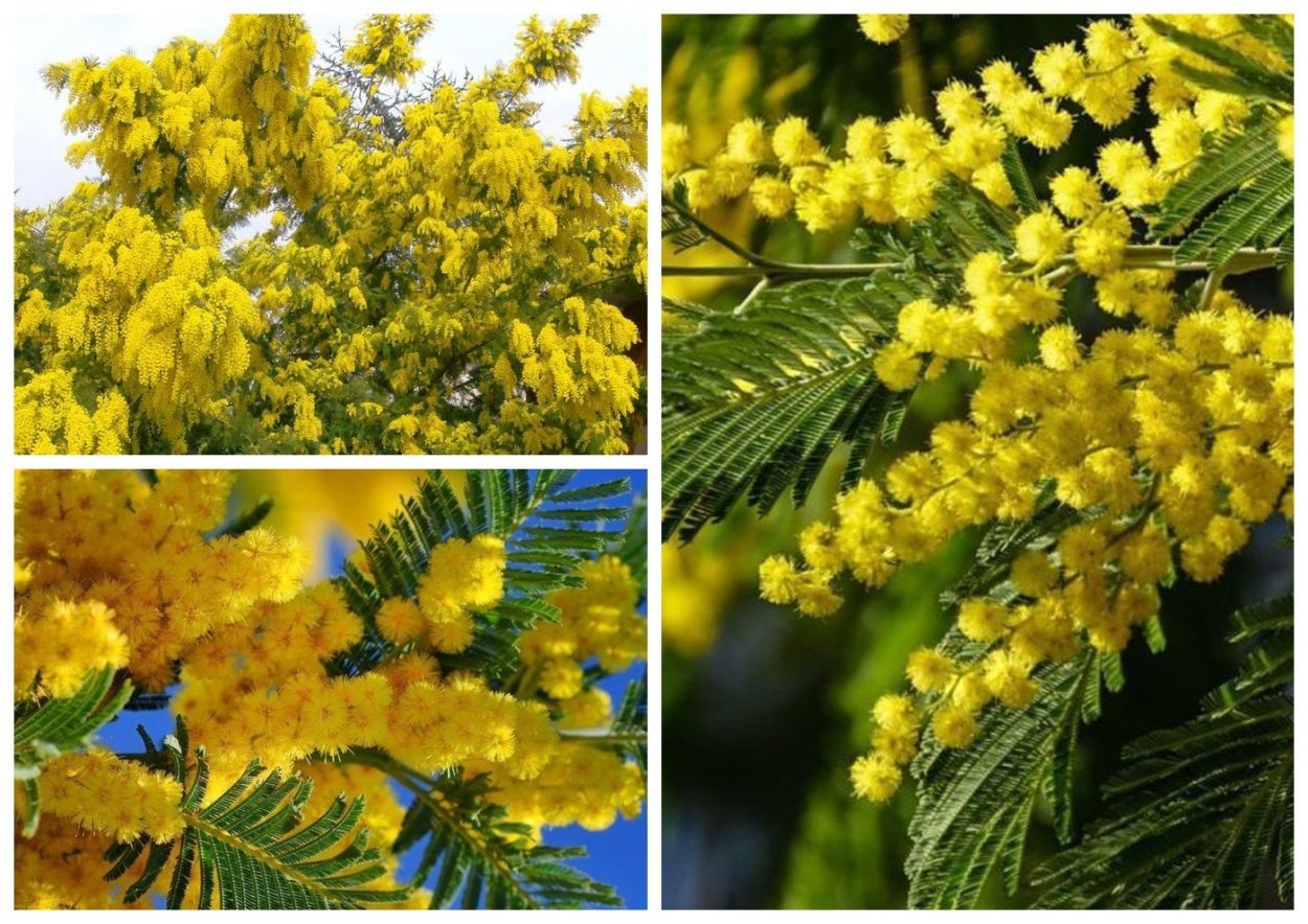 Акация Мимоза желтая