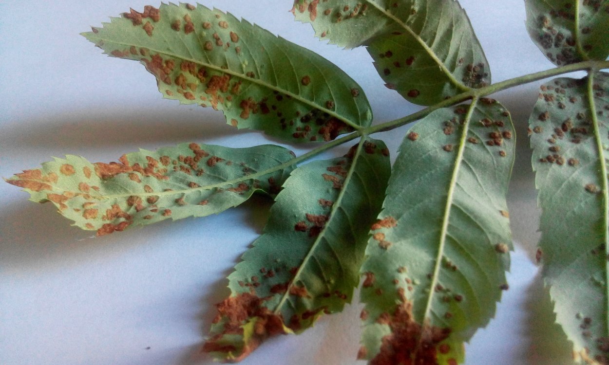 Вертициллез рододендрон