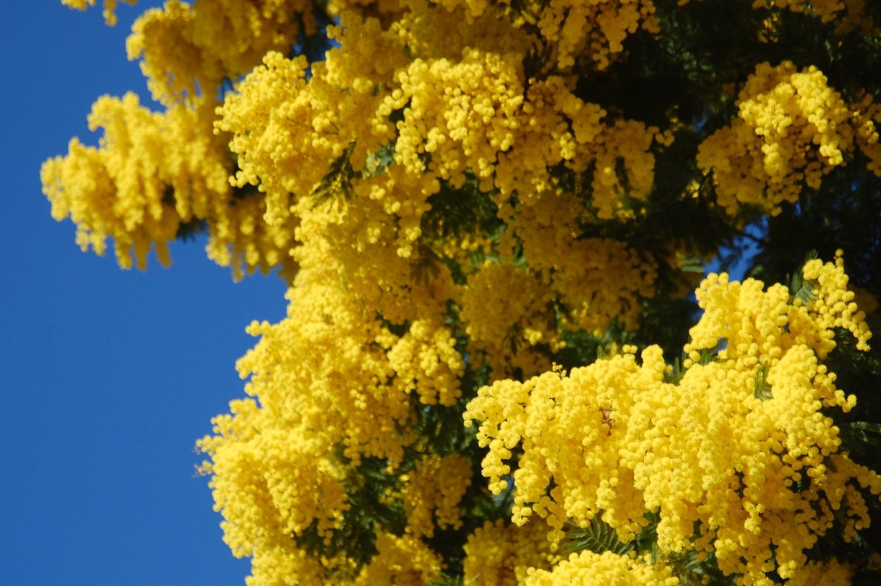 Желтые цветы Мимоза