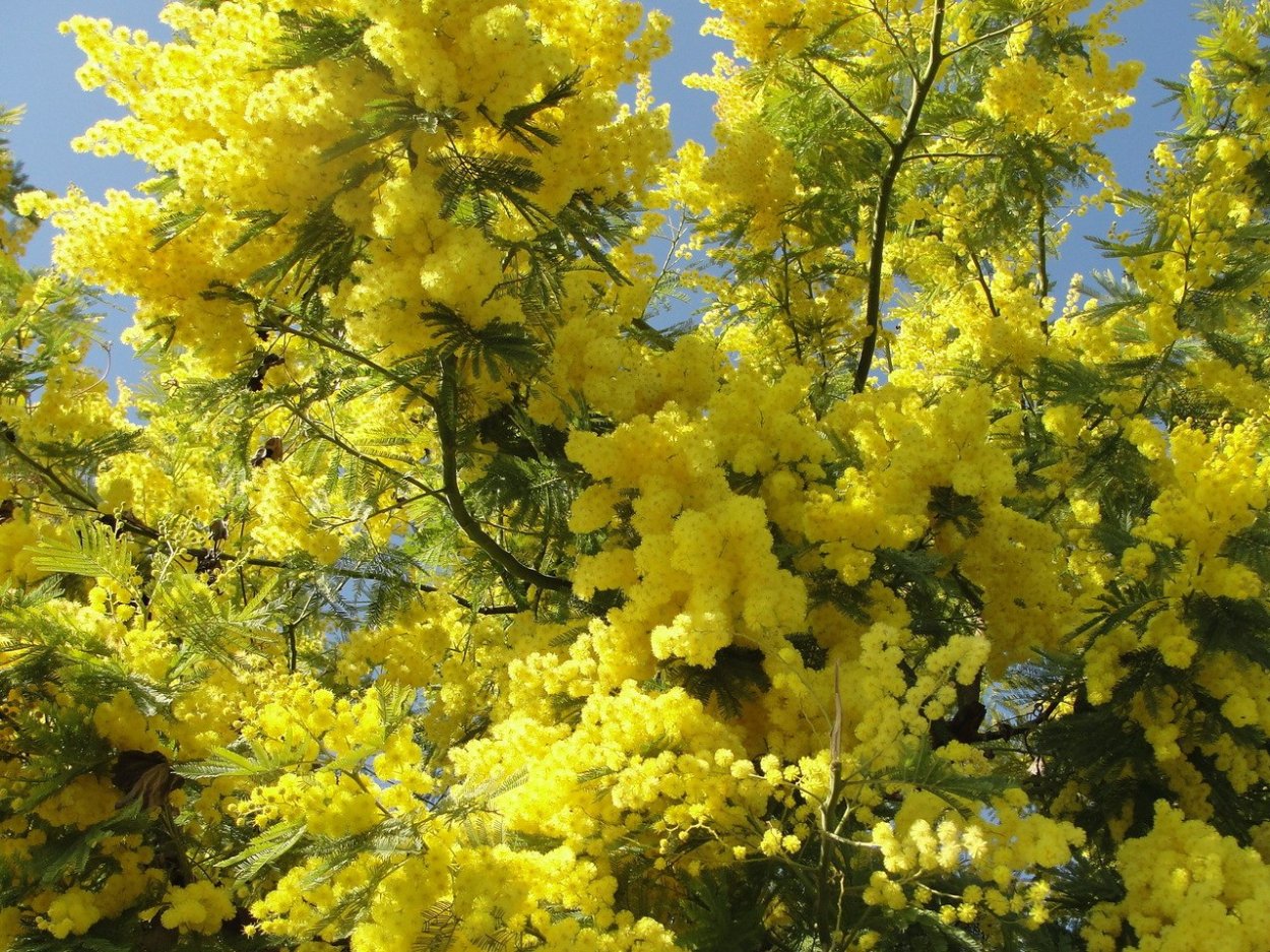 Китайская Мимоза дерево