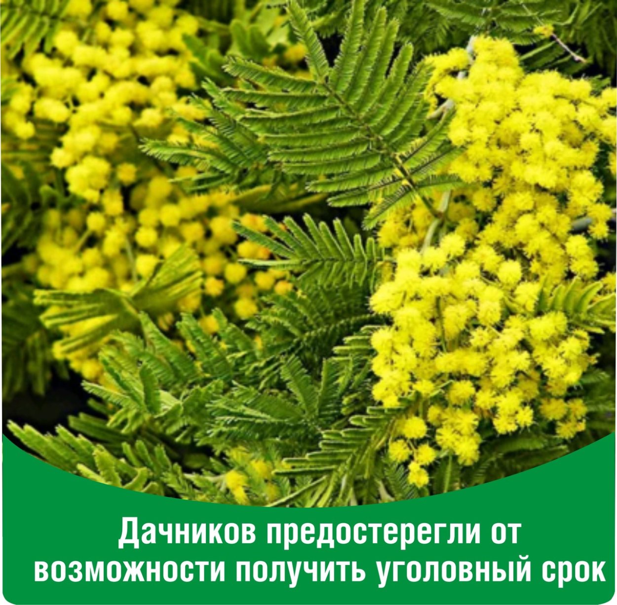 Акация желтокорая