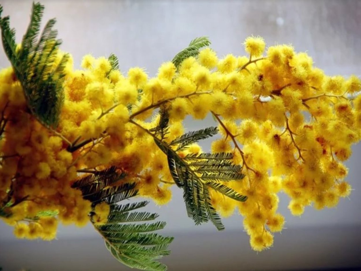 Ветки Мимоза Денисбоди Грин