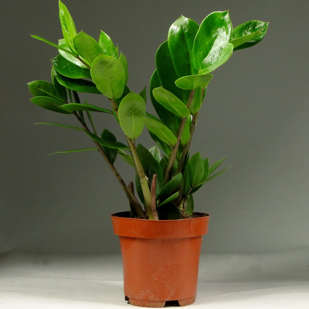 Комнатный цветок замиокулькас