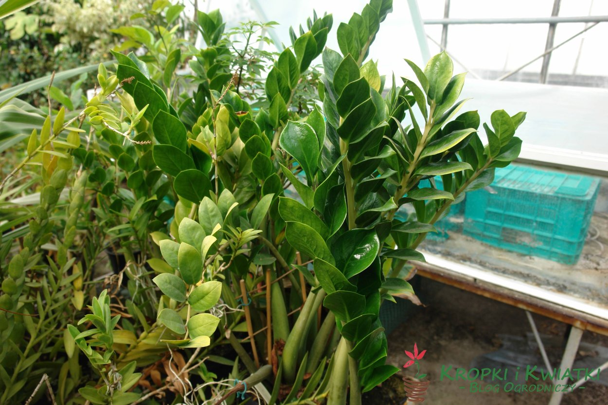 Замиокулькас вариегатный