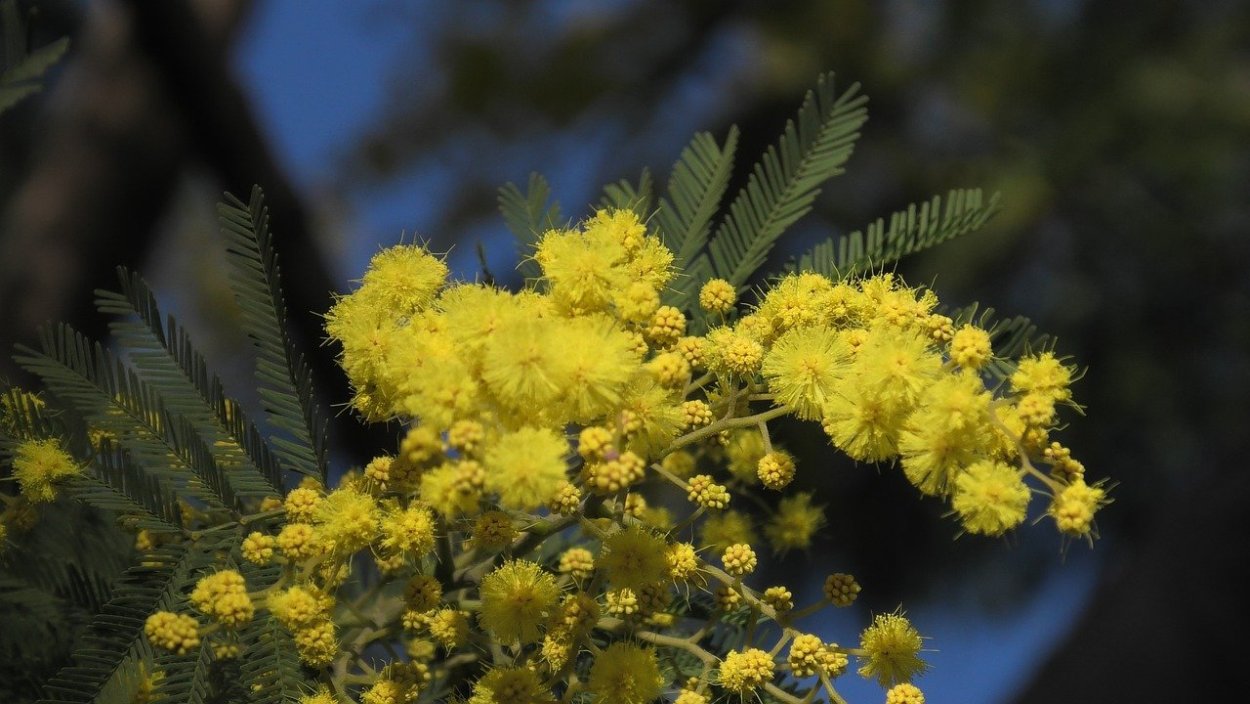 Цветущая Мимоза в Абхазии