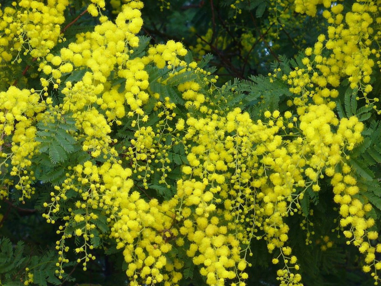 Мимоза дерево