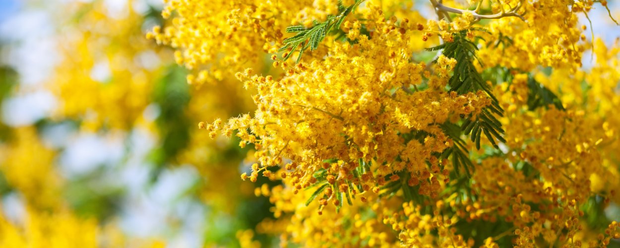 Мимоза дерево красные цветки