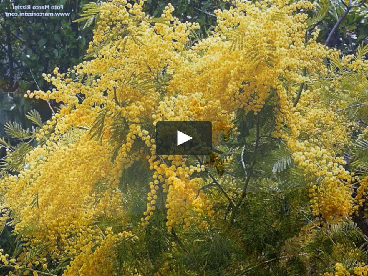 Желтые цветы Мимоза