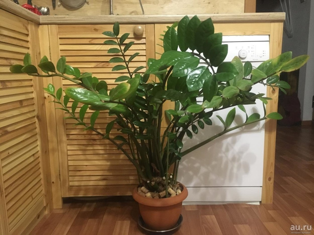 Замиокулькас взрослое растение