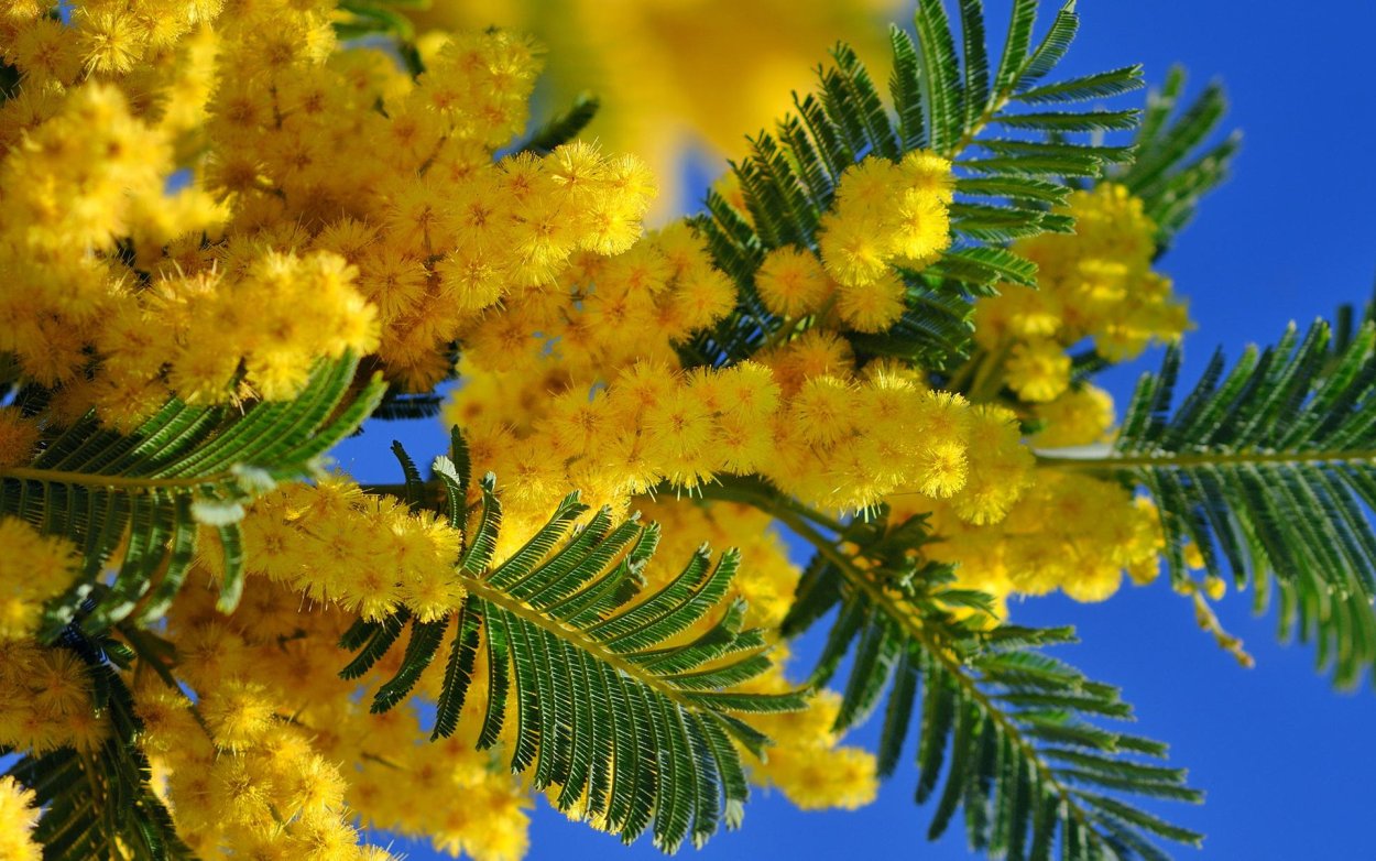 Мимоза куст дерево