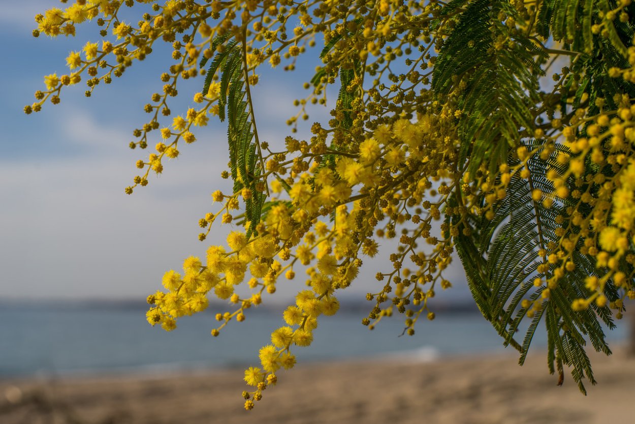 Гифы Мимоза на солнце