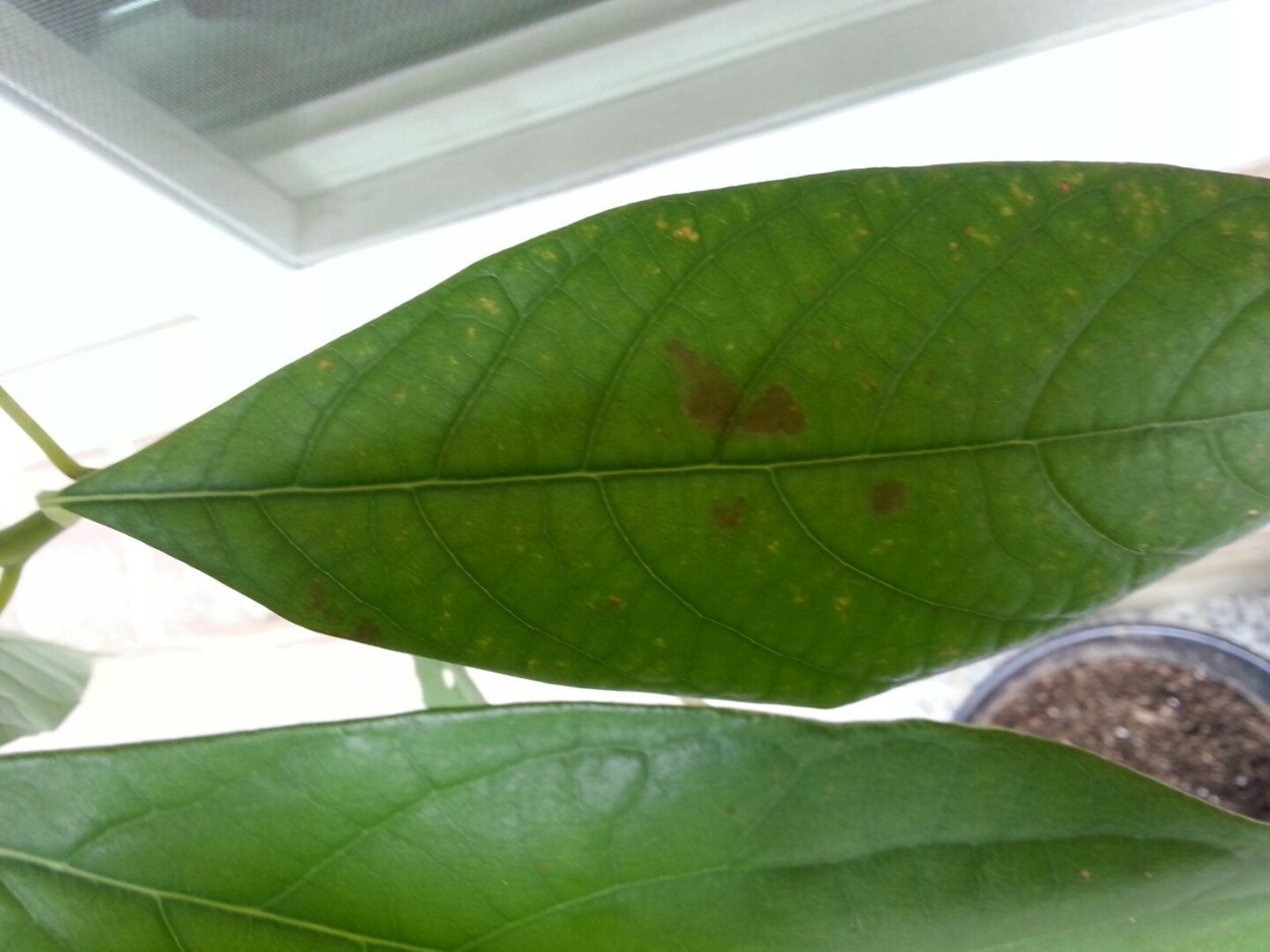 Бурая пятнистость Антуриумы