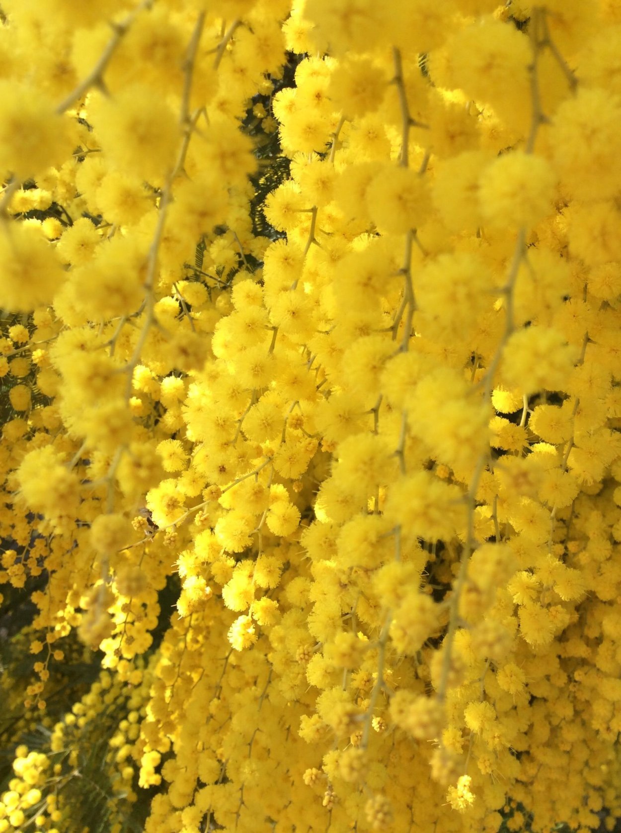 Мимоза Акация серебристая дерево