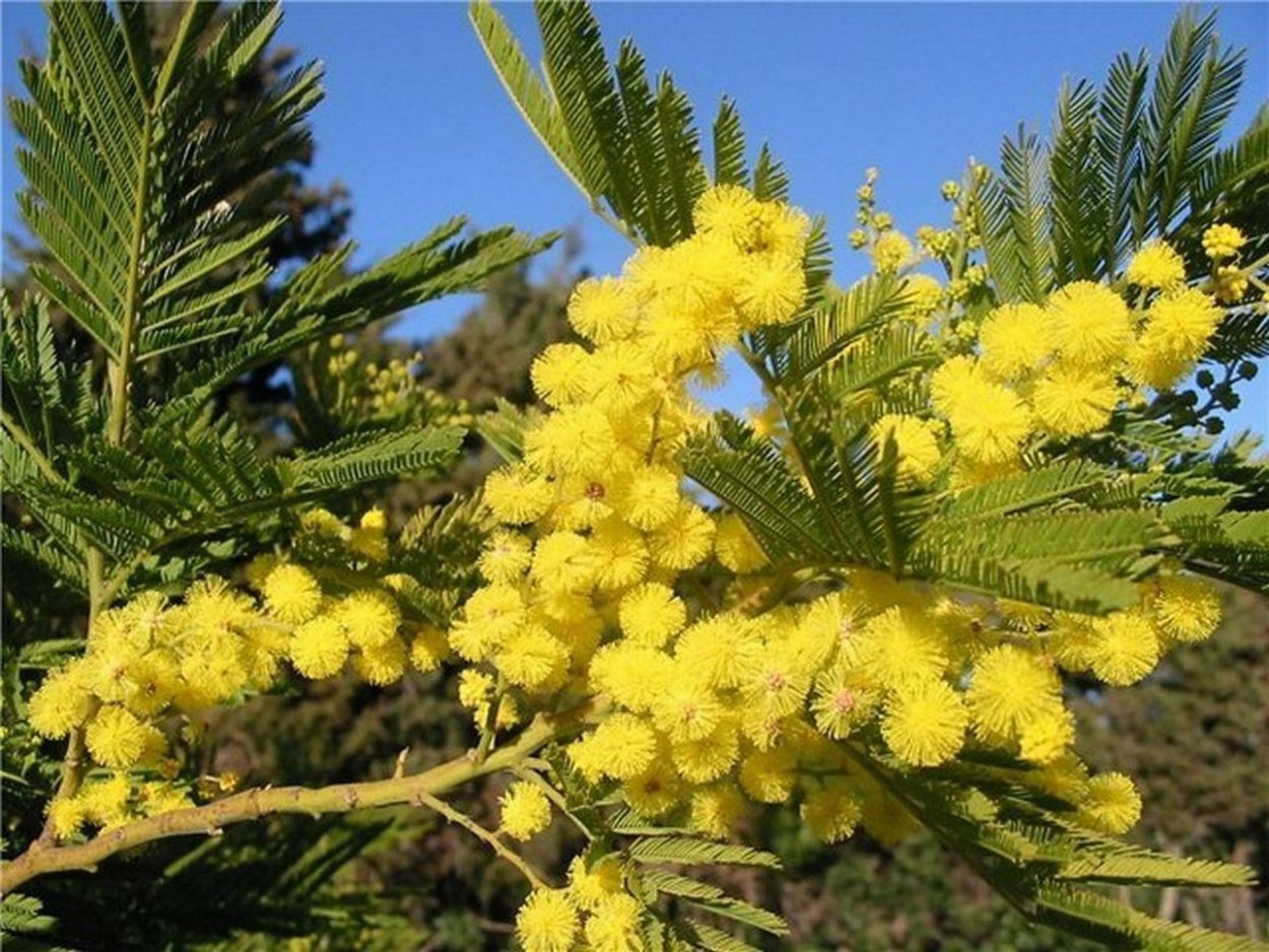 Амброзия и Мимоза