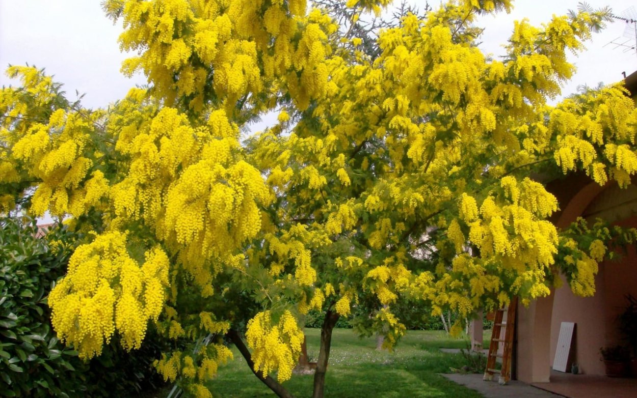 Мимоза кустарник