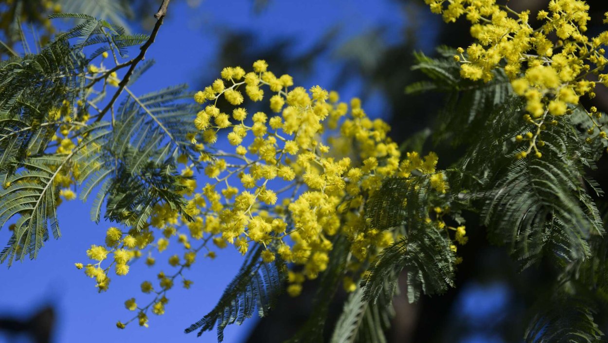 Акация Мимоза