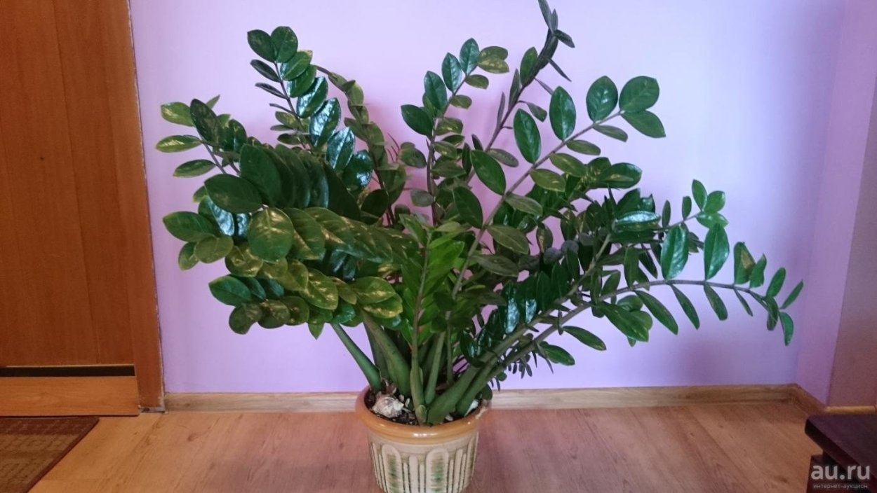 Zamioculcas долларовое дерево