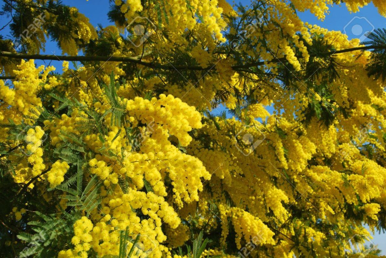 Акация желтая дерево