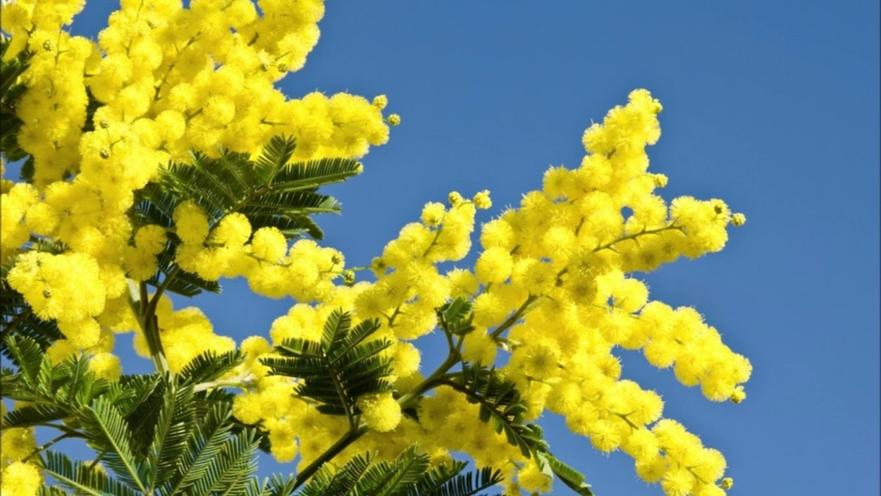 Акация серебристая Мимоза