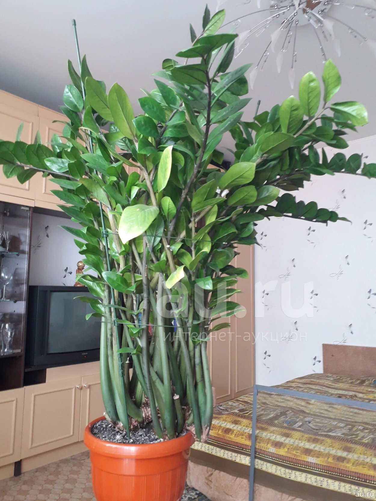 Растение замиокулькас