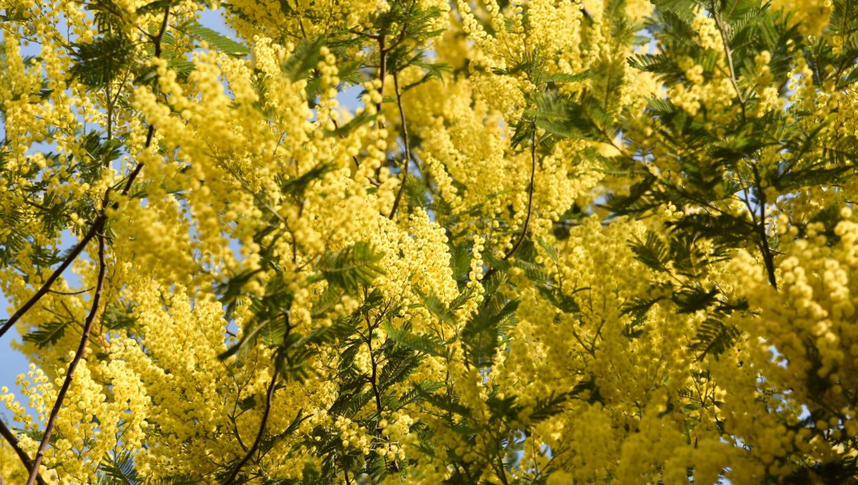 Мимоза цветет в Позитано
