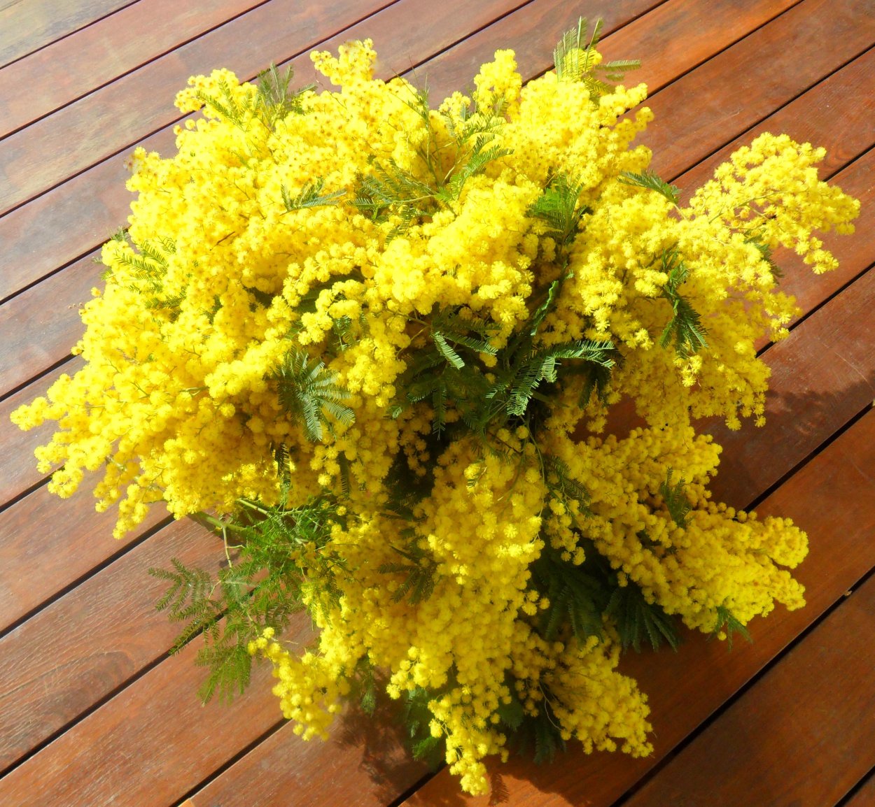 Акация замечательная