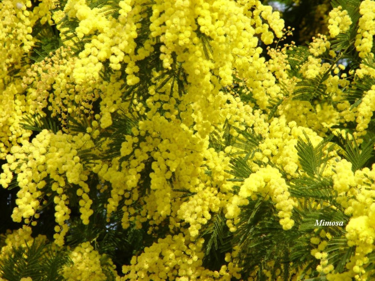 Акация серебристая