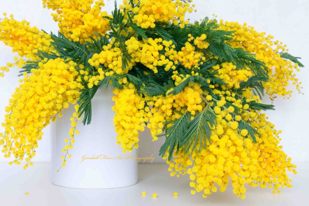 Мимоза Эстетика