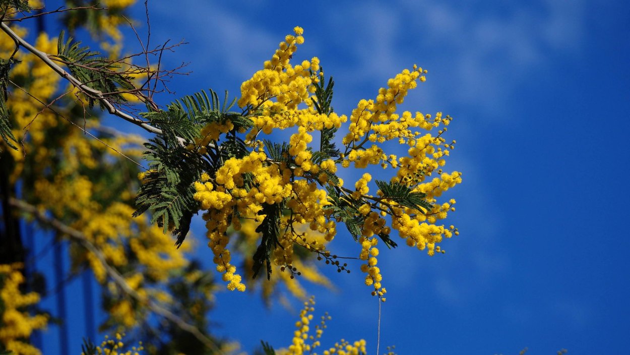 Золотая Акация Австралии