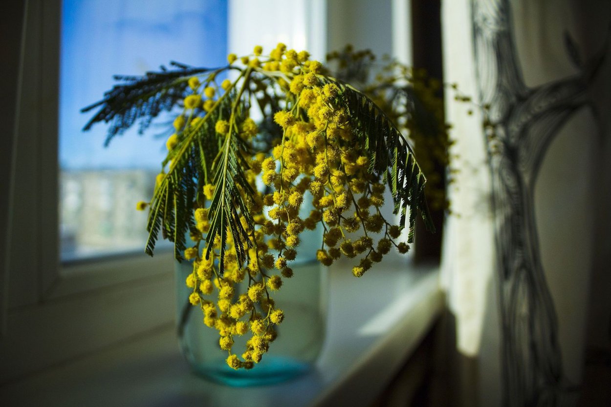 Нотердам де Мимоза