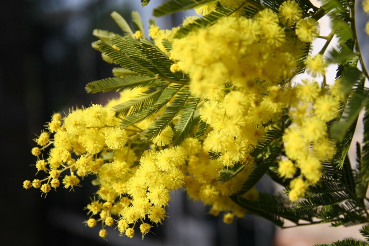 Мимоза в Сочи к 8 марта