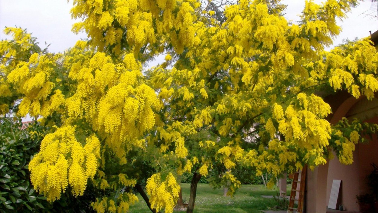 Веточка мимозы на 8 марта