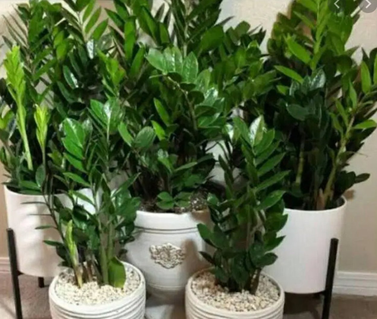 Замиокулькас зизи