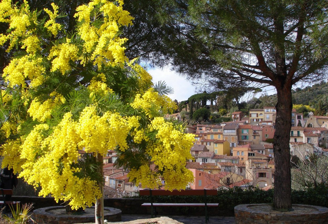 Мимоза из фоамирана