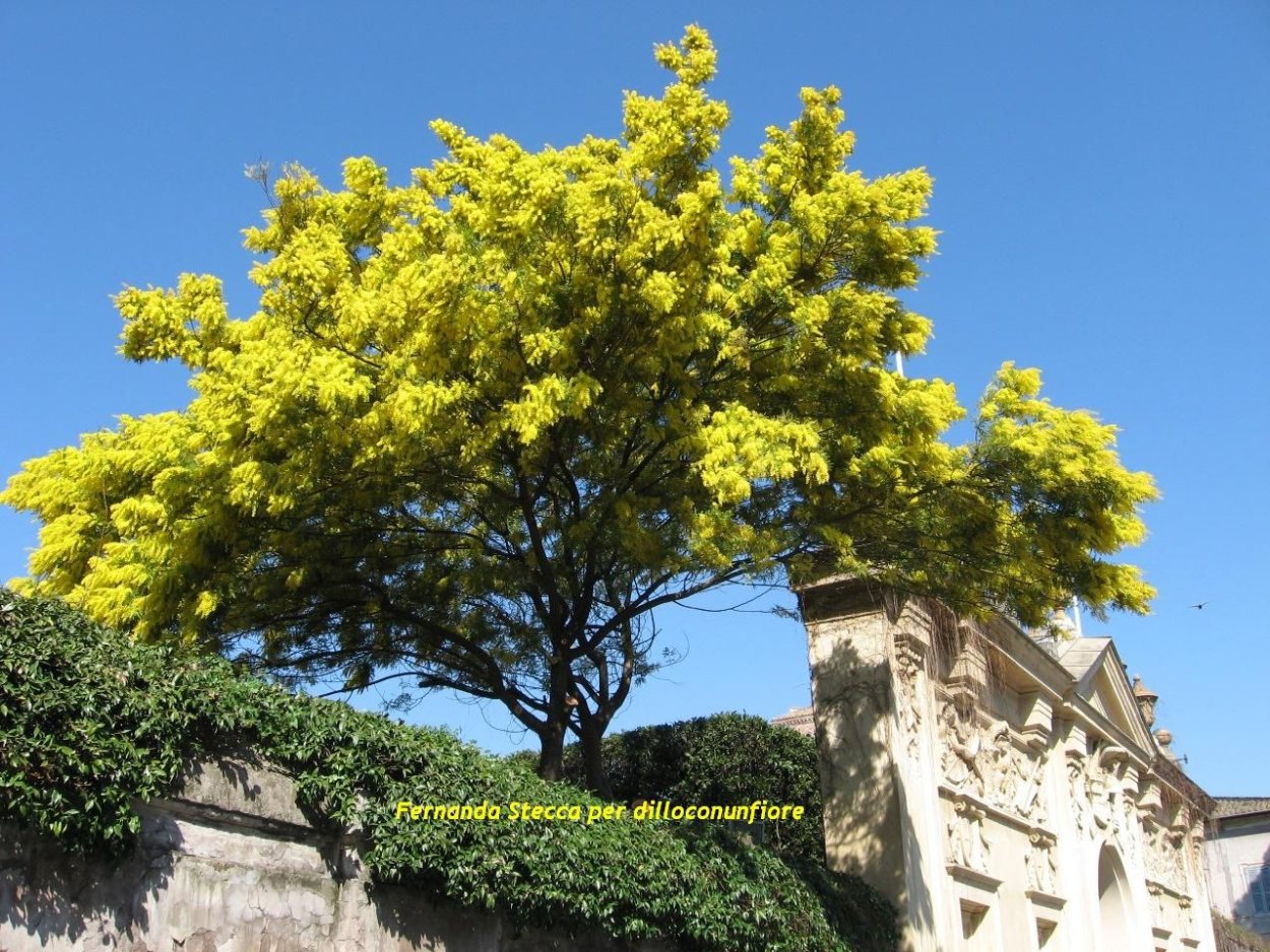 Кусты роз и Мимоз