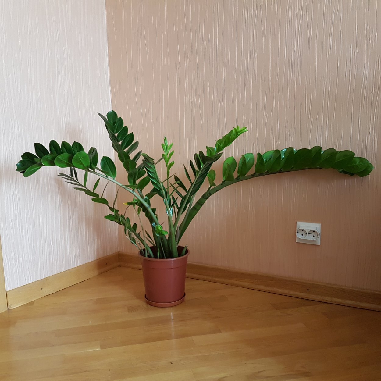 Zamioculcas долларовое дерево
