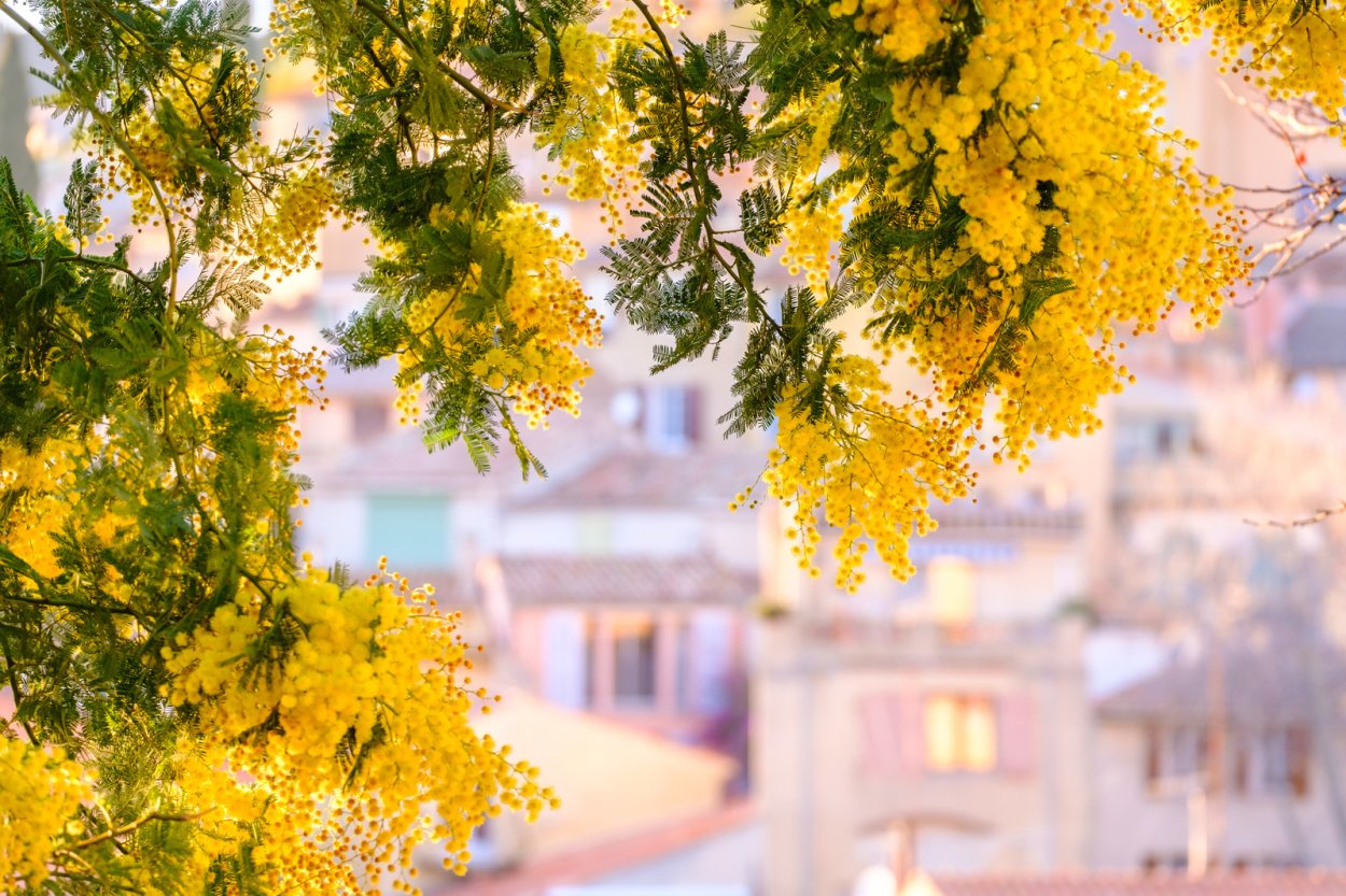 Мимоза кустарник Садовая