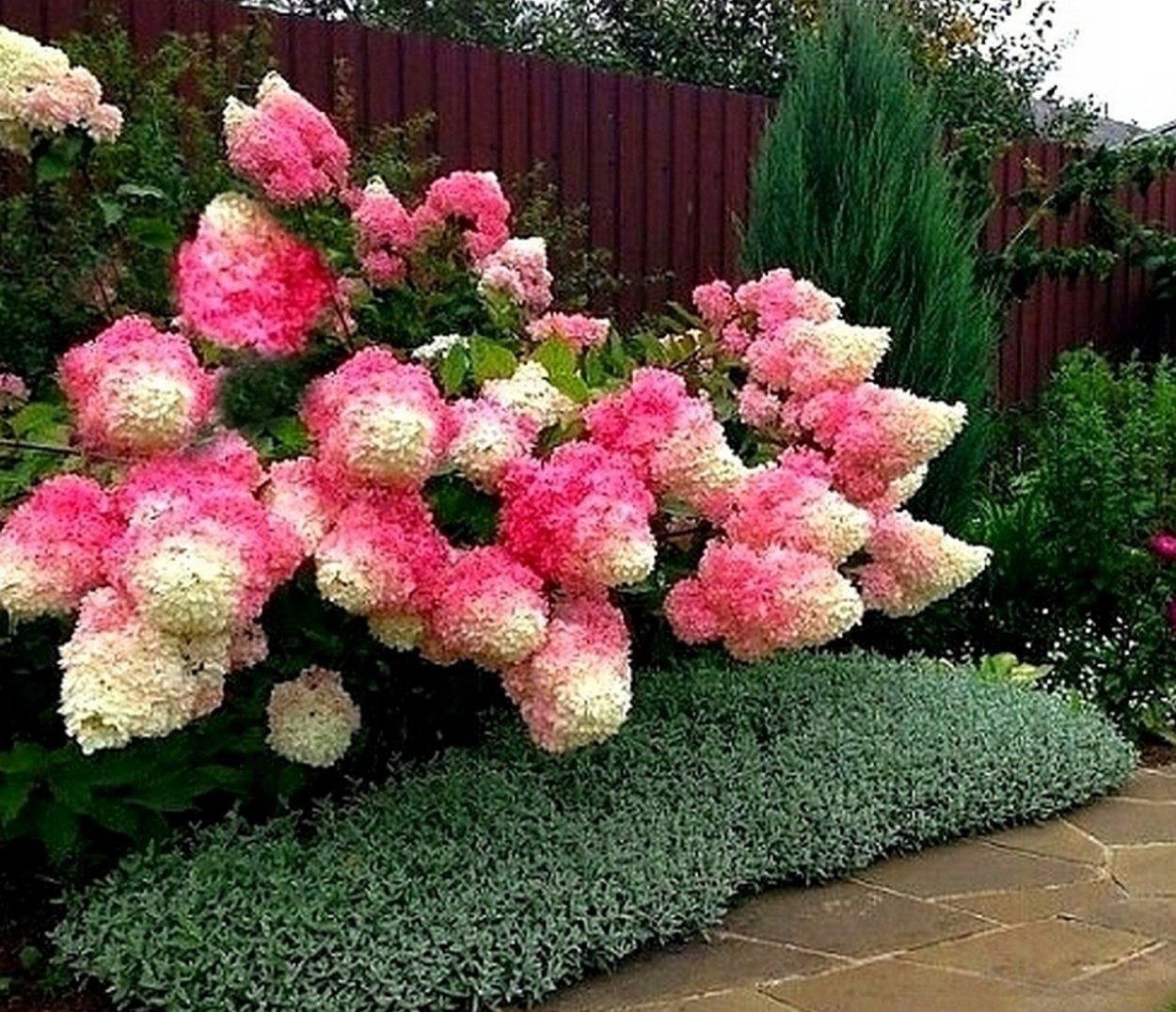 Гортензия Матильда