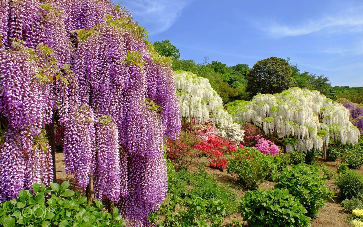 Колеос цветы в клумбе