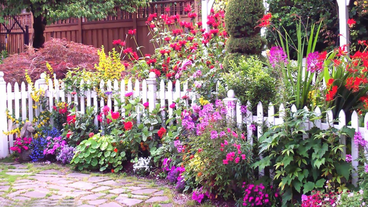 Астильба и Флоксы