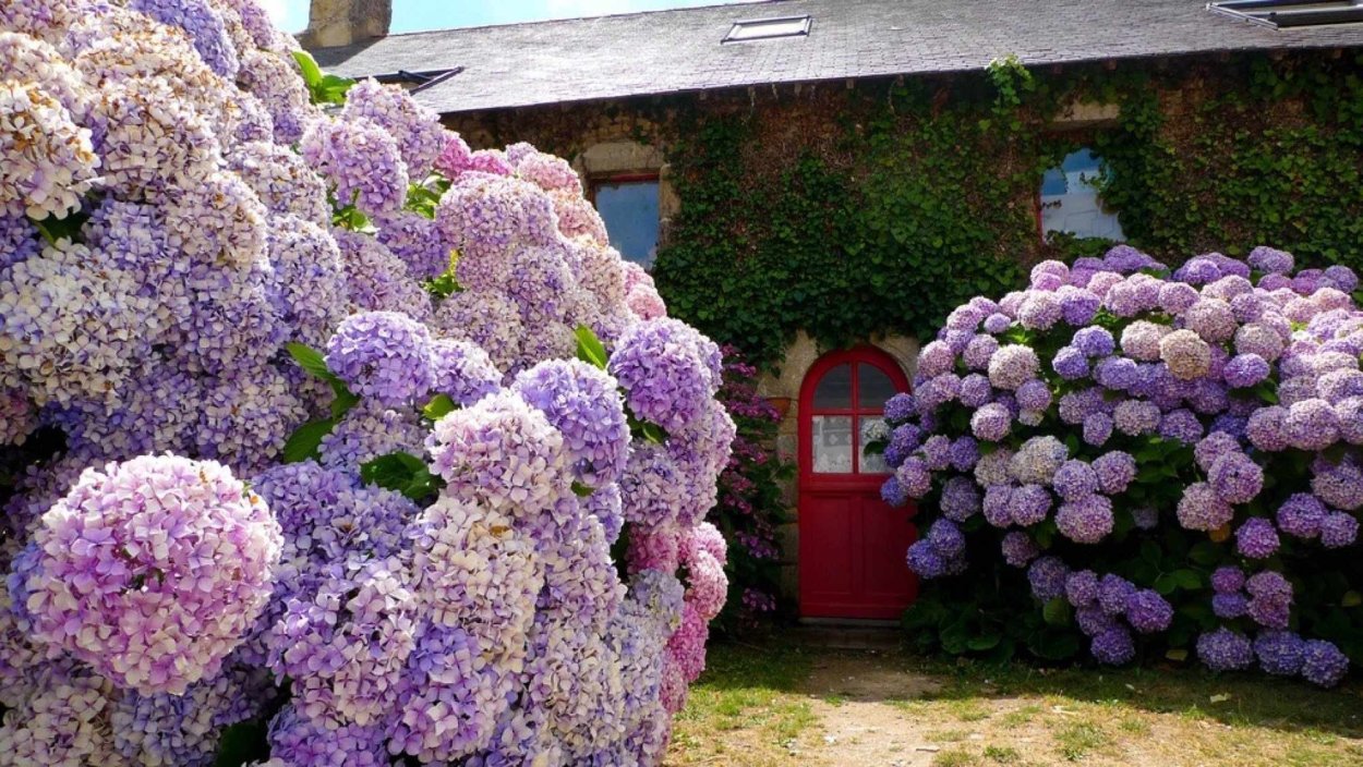 Флоксы в миксбордере