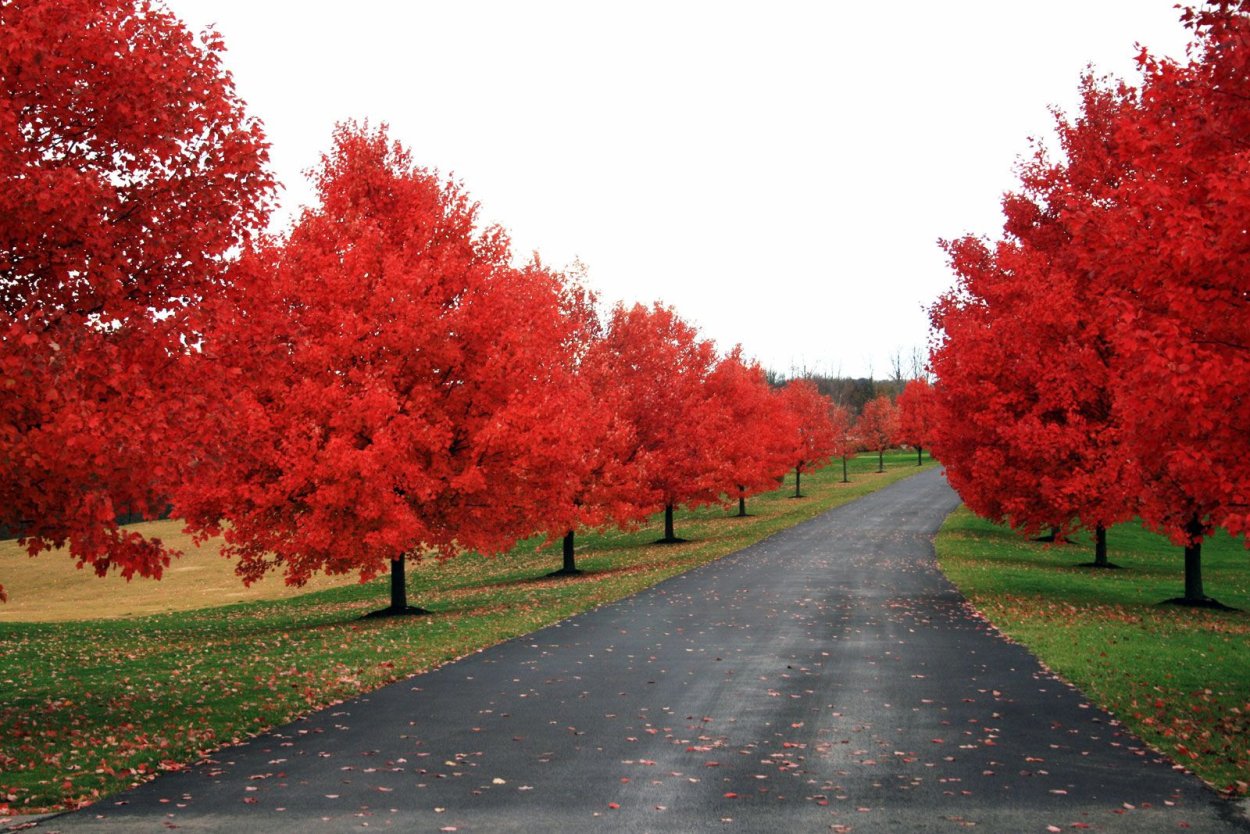 Uk Red Tree