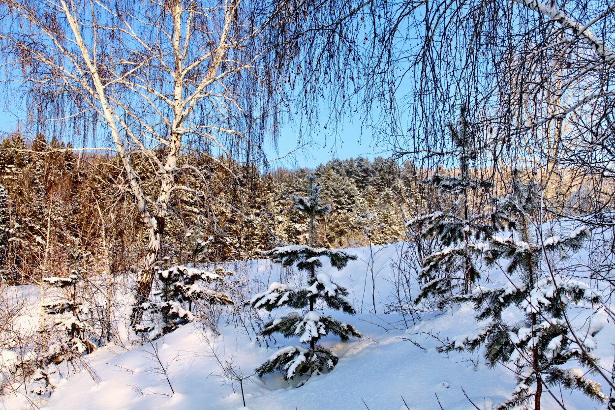 Береза снежная